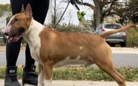 Bull Terrier Puppies, a  Bull Terrier for sale in Alexandria, VA – 4 of 8
