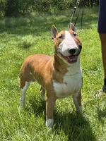 Bull Terrier Puppies, a  Bull Terrier for sale in Alexandria, VA – 7 of 8