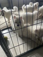 Brown, a male Samoyed for sale in Land O Lakes, FL – 2 of 10