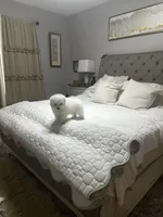 Brown, a male Samoyed for sale in Land O Lakes, FL – 5 of 10