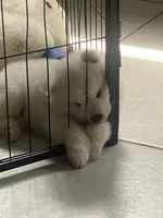 Brown, a male Samoyed for sale in Land O Lakes, FL – 4 of 10