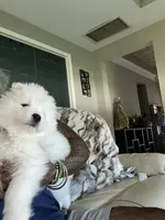 Green , a male Samoyed for sale in Land O Lakes, FL – 8 of 10