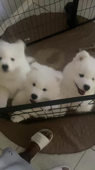 Brown, a male Samoyed for sale in Land O Lakes, FL – 10 of 10