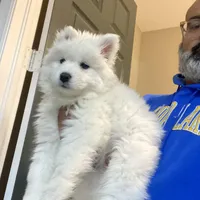 Gray girl, a female Samoyed for sale in Land O Lakes, FL – Photo 7 of 7