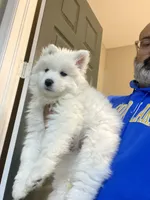 Gray girl, a female Samoyed for sale in Land O Lakes, FL – Photo 7 of 7