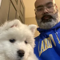 Gray girl, a female Samoyed for sale in Land O Lakes, FL – Photo 5 of 7