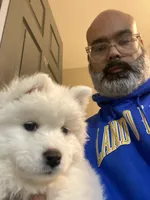 Gray girl, a female Samoyed for sale in Land O Lakes, FL – Photo 5 of 7