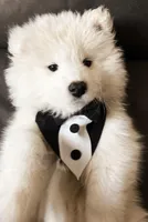 Green, a male Samoyed for sale in Land O Lakes, FL – Photo 2 of 8