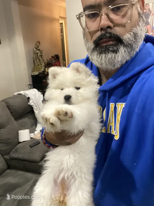 Gray girl, a female Samoyed for sale in Land O Lakes, FL – Photo 1 of 7