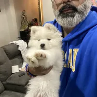 Gray girl, a female Samoyed for sale in Land O Lakes, FL – Photo 1 of 7