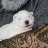 Gray girl, a female Samoyed for sale in Land O Lakes, FL – Photo 3 of 7