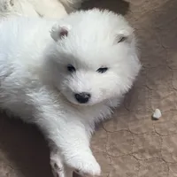 Gray girl, a female Samoyed for sale in Land O Lakes, FL – Photo 4 of 7