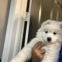 Gray girl, a female Samoyed for sale in Land O Lakes, FL – Photo 6 of 7