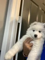 Gray girl, a female Samoyed for sale in Land O Lakes, FL – Photo 6 of 7