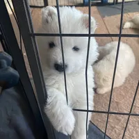 Gray girl, a female Samoyed for sale in Land O Lakes, FL – Photo 2 of 7