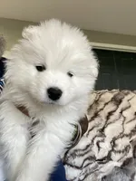 Green , a male Samoyed for sale in Land O Lakes, FL – 1 of 10