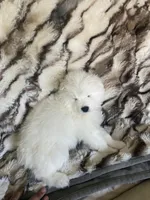 Green , a male Samoyed for sale in Land O Lakes, FL – 10 of 10