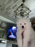 Orange, a male Samoyed for sale in Land O Lakes, FL – 2 of 4