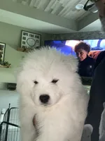 Orange, a male Samoyed for sale in Land O Lakes, FL – 1 of 4