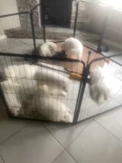 Orange, a male Samoyed for sale in Land O Lakes, FL – 4 of 4