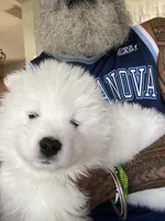 Green , a male Samoyed for sale in Land O Lakes, FL – 4 of 10