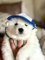 Green , a male Samoyed for sale in Land O Lakes, FL – 5 of 10