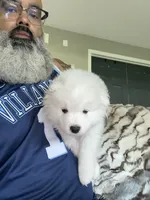 Green , a male Samoyed for sale in Land O Lakes, FL – 6 of 10