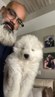 Green , a male Samoyed for sale in Land O Lakes, FL – 3 of 10