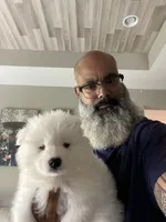 Green , a male Samoyed for sale in Land O Lakes, FL – 7 of 10