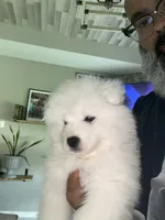 Orange, a male Samoyed for sale in Land O Lakes, FL – 3 of 4