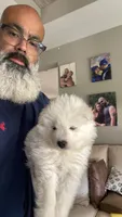 Green , a male Samoyed for sale in Land O Lakes, FL – 2 of 10