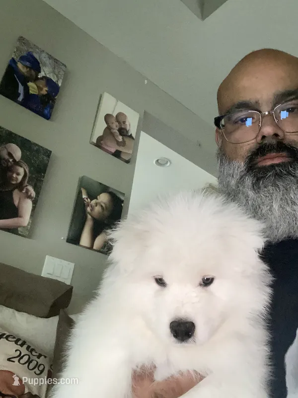 Brown – Samoyed puppy for sale in Land O Lakes, FL