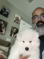 Brown, a male Samoyed for sale in Land O Lakes, FL – 1 of 10