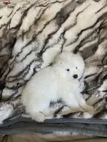 Green , a male Samoyed for sale in Land O Lakes, FL – 9 of 10