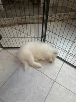 Brown, a male Samoyed for sale in Land O Lakes, FL – 3 of 10