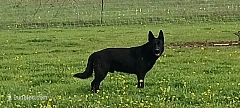 Echo – German Shepherd Dog puppy for sale in Fresno, CA