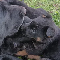 Gimble, a male German Shepherd Dog for sale in Fresno, CA – Photo 1 of 2