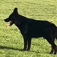 Gimble, a male German Shepherd Dog for sale in Fresno, CA – Photo 2 of 2