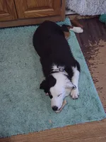 Snoop , a male Miniature American Shepherd for sale in Marshfield, MO – 2 of 3