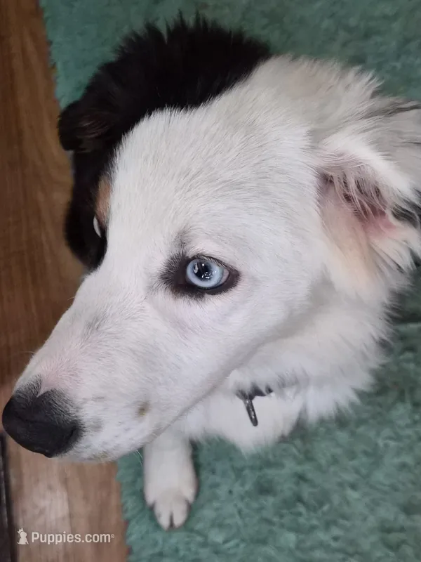 Snoop  – Miniature American Shepherd puppy for sale in Marshfield, MO