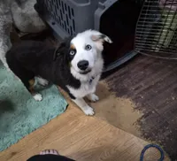 Snoop , a male Miniature American Shepherd for sale in Marshfield, MO – 3 of 3