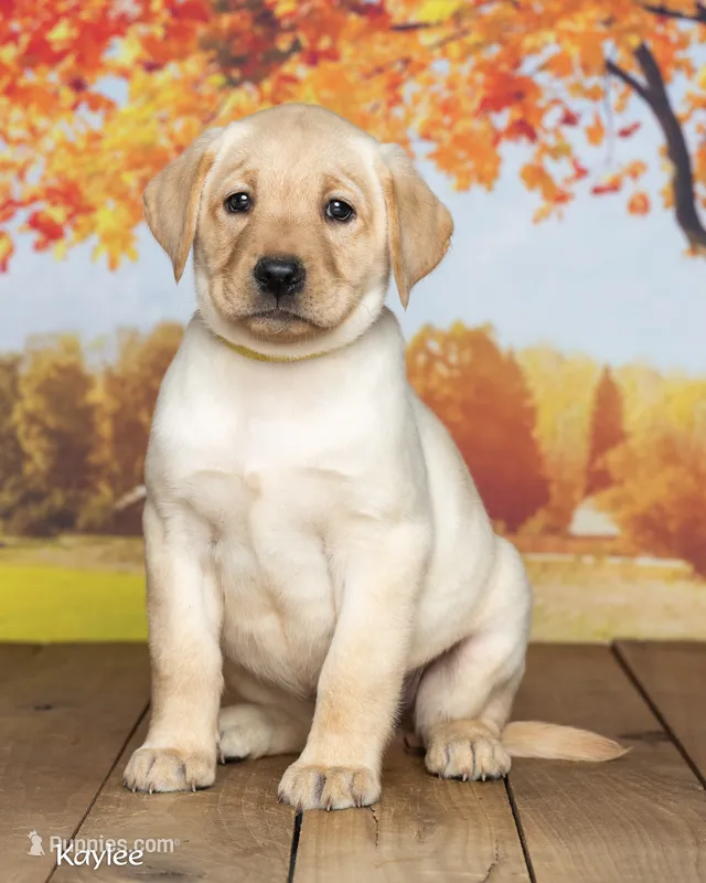 Kaylee – Labrador Retriever puppy for sale in Harlan, IN