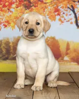 Kaylee, a female Labrador Retriever for sale in Harlan, IN – 1 of 3