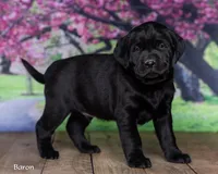 Baron, a male Labrador Retriever for sale in Harlan, IN – Photo 3 of 3