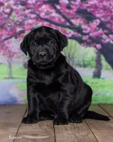 Baron, a male Labrador Retriever for sale in Harlan, IN – Photo 1 of 3