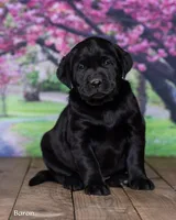 Baron, a male Labrador Retriever for sale in Harlan, IN – Photo 2 of 3
