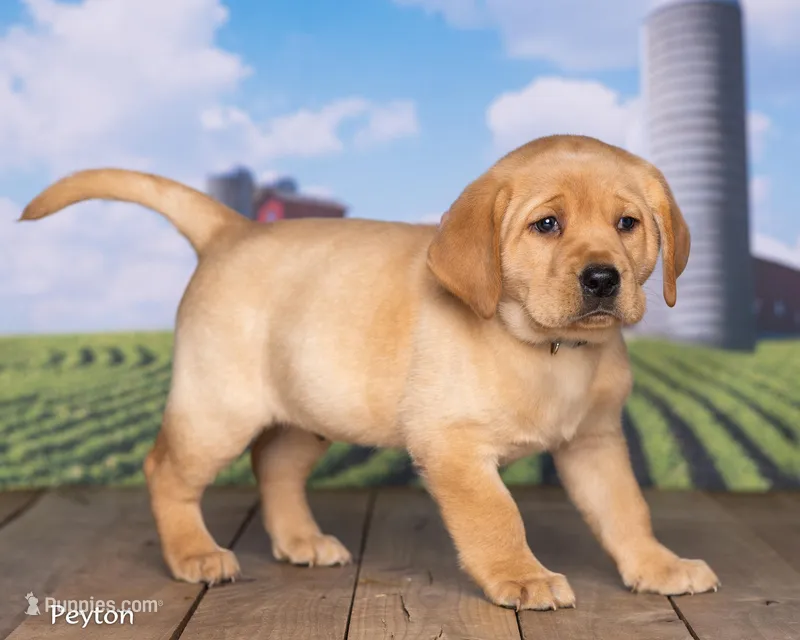 Peyton – Labrador Retriever puppy for sale in Harlan, IN