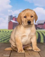 Peyton, a male Labrador Retriever for sale in Harlan, IN – Photo 3 of 3