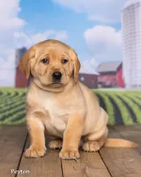 Peyton, a male Labrador Retriever for sale in Harlan, IN – Photo 2 of 3