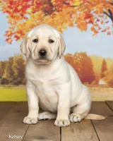 Kelsey, a female Labrador Retriever for sale in Harlan, IN – 3 of 3